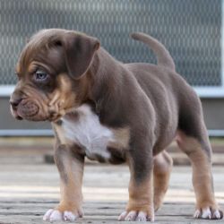 Adorable Pitbull puppy for sale