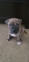 Lovable brindle pit bull that loves to have fun and play