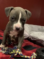 Blue Nose Pit Bull Puppy for Sale
