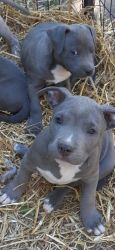 Blue Nose Pit Pups