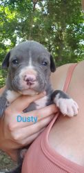 Red Nose/ Blue Nose Pit Mix Puppies