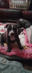 Blue nose pit bull puppies