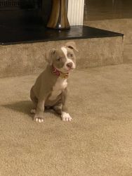 Blue eye American Pitbull Terrier girl