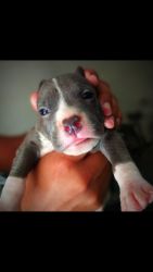 American pitbull puppy for sale male
