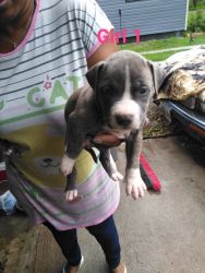 BLUE'S AND BLUE BRINDLE'S PIT BULL PUPPIES 2 MALES &3 FEMALES $525
