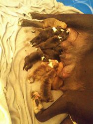 10 puppies just born today want. you get the 6 week shots