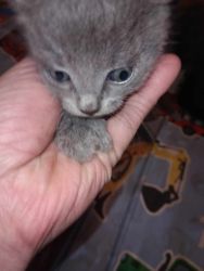 6 week old grey male kitten
