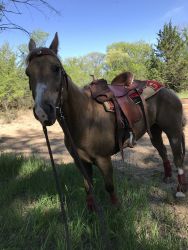 Palomino quarter horse mare for sale