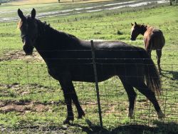 Really nice 9yr old black quarter horse mare