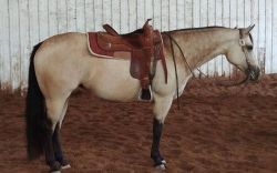 2012 AQHA/ABRA/IBHA Buckskin mare