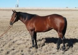 Gorgeous,Shapey 8 Yr Well Broke, Gentle,Trail/Cowhorse Mare!