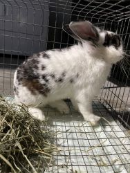 Bunny for sale