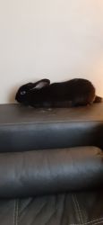 Bunny unsure of breed