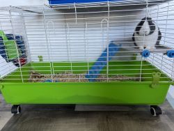 Selling bunny with cage and accessories