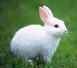 cute white bunnie