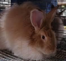 american sable rabbit for sale