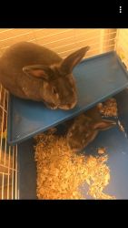 2 female bunnies for sale