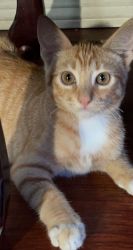 Adorable Ginger Shorthair Cat
