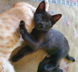 Twin Black Kittens