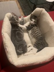 Selling 2 boy kittens
