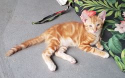 Hand-raised rescue tabby kittens for rehoming