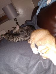 Three little boys 7 weeks old need to go to a good home