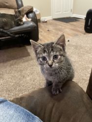 Kittens ready to have a forever home
