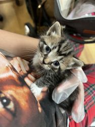Kitten need a new home