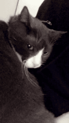 Domestic Shorthair/Mix Tuxedo Cat for Sale