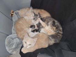Kittens to a good home