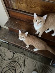 Two livable Orange cats