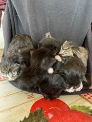 Litter of 8 kittens