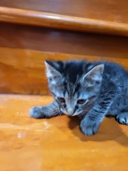 Kitten, female, 8 weeks