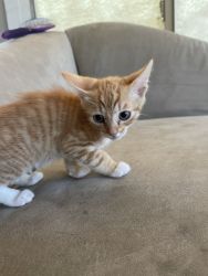 8 week old orange kitty