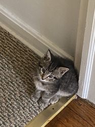 7 week old kitten for sale