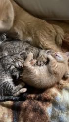 3 kittens loved from birth