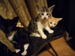 Kittens for adoption!!