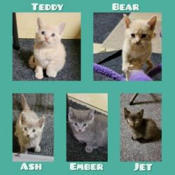 5 Adorable Kittens Looking For Forever Homes