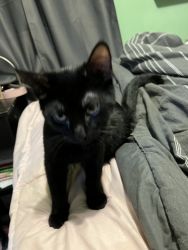 Black male kitten