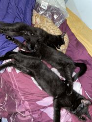 4 sixteen week old kittens need a good home