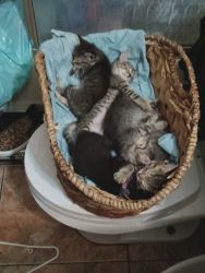 5 kittens for sale