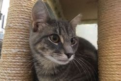 Horace is a grey tabby. He is very sweet and loving.