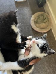Bonding pair of kittens
