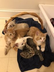 Cats for sell