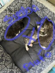 two baby kitties for sale !