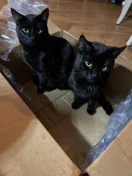 Inseparable Black Cat Brothers