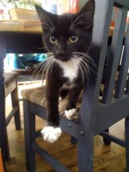 8 month old black white bellied kitten