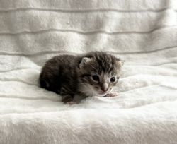 Taking reservations for our adorable spring kittens!