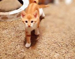 Beautiful Female Orange Tabby Kittens in need of a Fur_Ever Home ASAP!