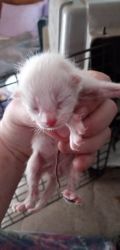Kittens was born April 6th selling 8 kittens pictures are posted